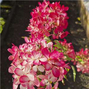 Hydrangea Paniculata 'Diamant Rouge'